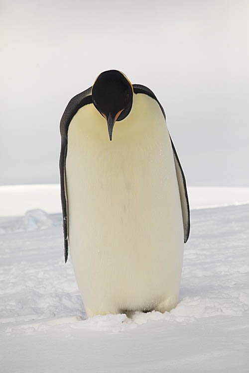 Emperor Penguin (Aptenodytes forsteri)