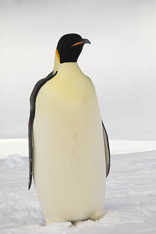 Emperor Penguin (Aptenodytes forsteri)