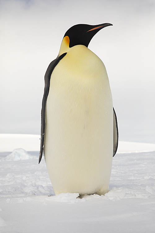 Emperor Penguin (Aptenodytes forsteri)