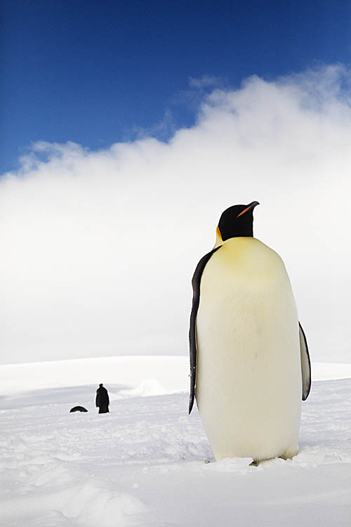 Emperor Penguins (Aptenodytes forsteri)