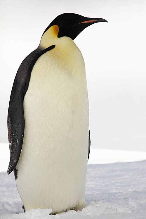 Emperor Penguin (Aptenodytes forsteri)