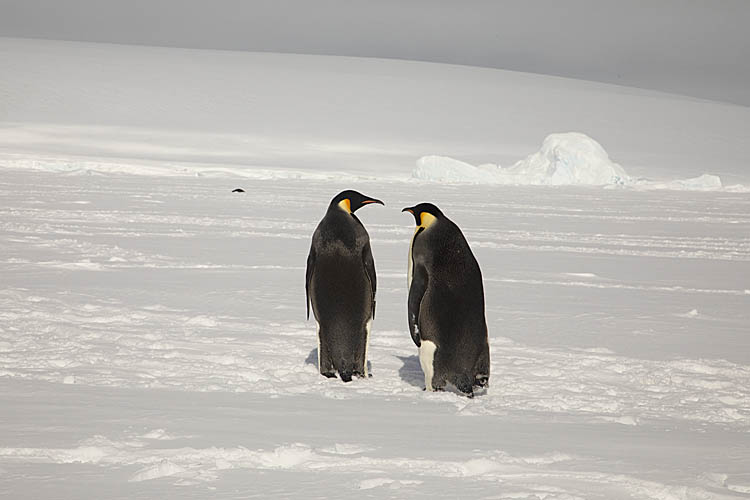 Emperor Penguins (Aptenodytes forsteri)