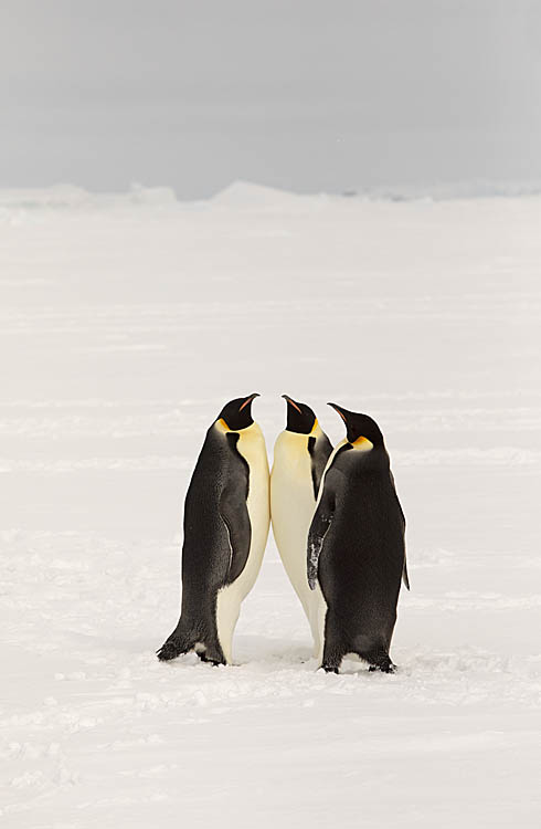 Emperor Penguin (Aptenodytes forsteri)