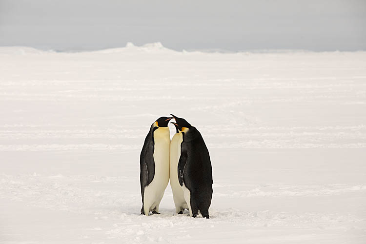 Emperor Penguin (Aptenodytes forsteri)