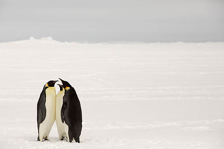 Emperor Penguin (Aptenodytes forsteri)