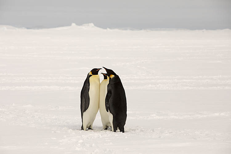 Emperor Penguin (Aptenodytes forsteri)