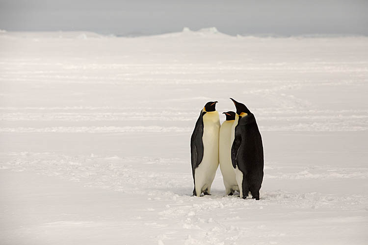 Emperor Penguin (Aptenodytes forsteri)