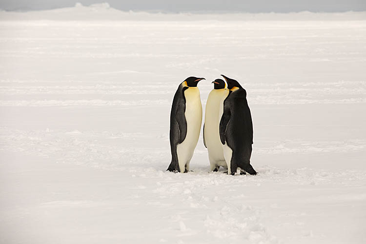 Emperor Penguin (Aptenodytes forsteri)