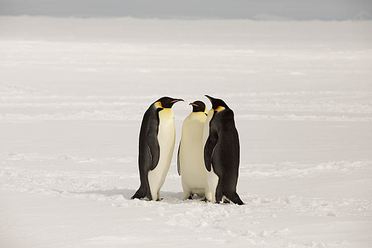 Emperor Penguin (Aptenodytes forsteri)