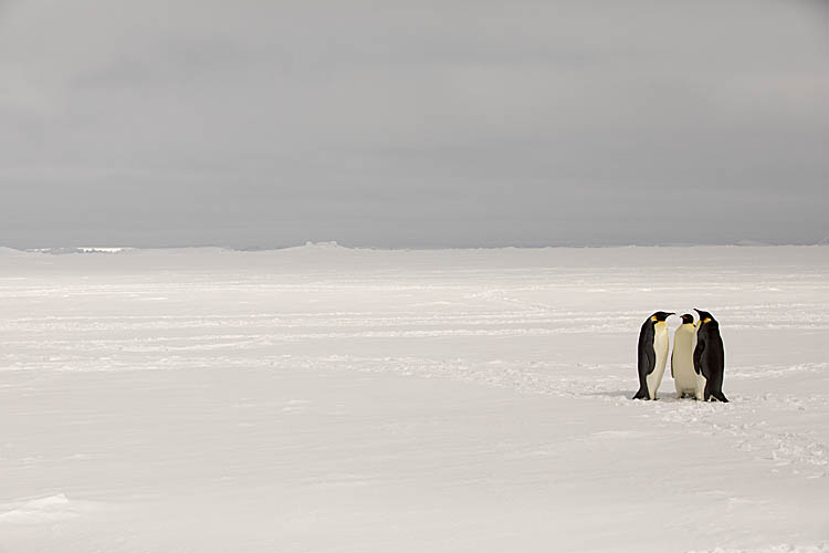 Emperor Penguin (Aptenodytes forsteri)