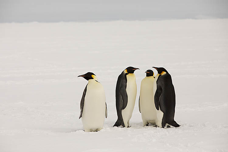 Emperor Penguins (Aptenodytes forsteri)