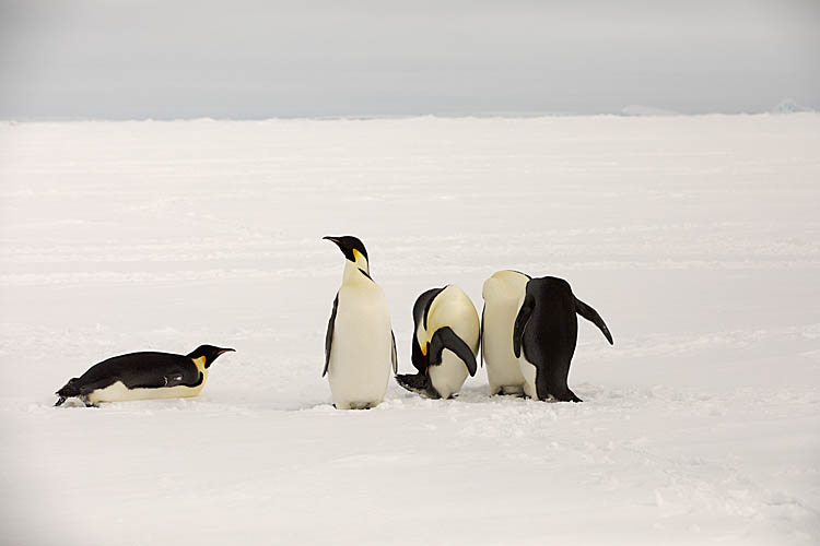 Emperor Penguins (Aptenodytes forsteri)