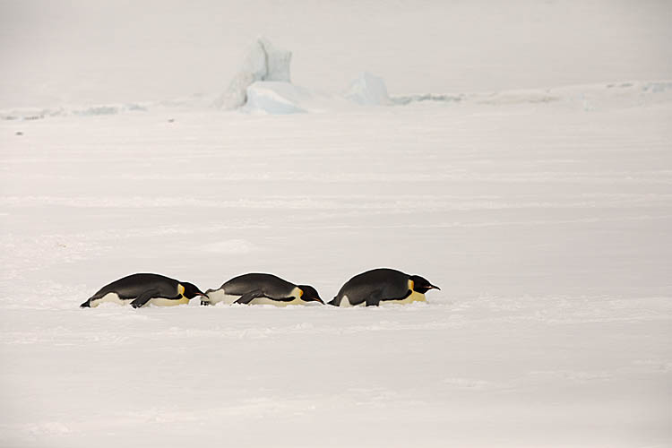 Emperor Penguins (Aptenodytes forsteri)