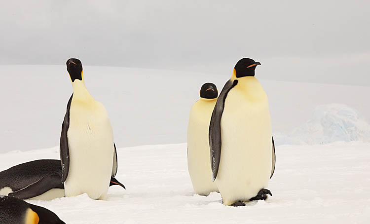 Emperor Penguin (Aptenodytes forsteri)