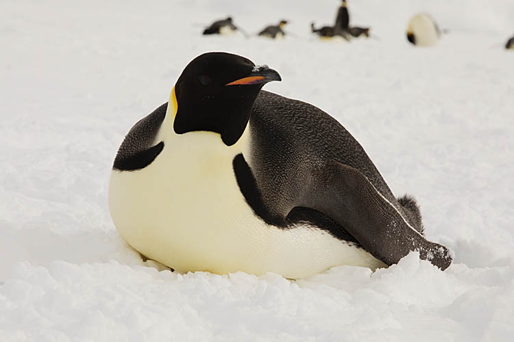 Emperor Penguin (Aptenodytes forsteri)