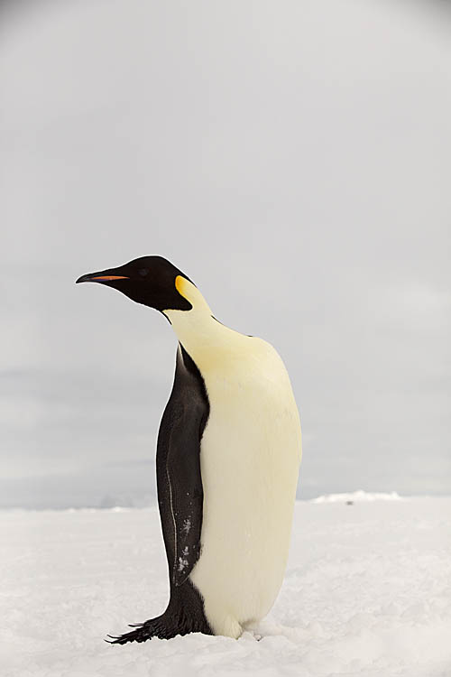 Emperor Penguin (Aptenodytes forsteri)