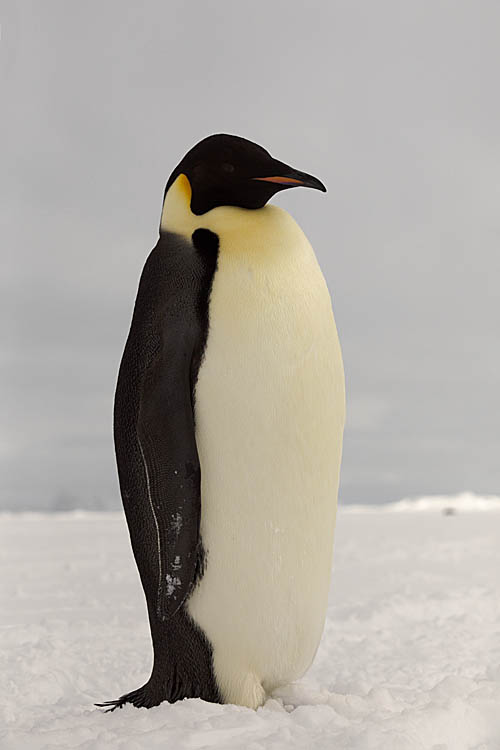 Emperor Penguin (Aptenodytes forsteri)