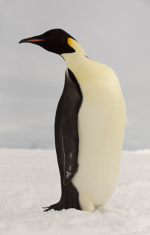 Emperor Penguin (Aptenodytes forsteri)