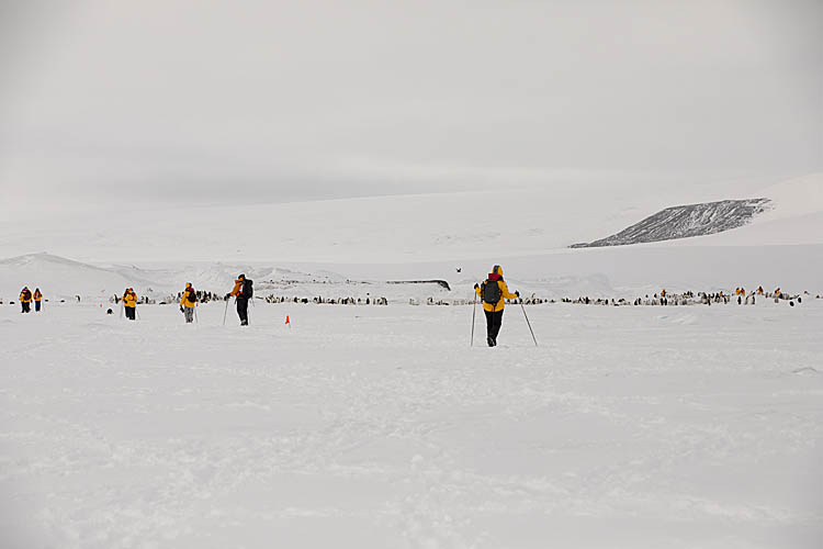 Emperor Penguin (Aptenodytes forsteri)