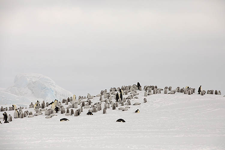 Emperor Penguin (Aptenodytes forsteri)