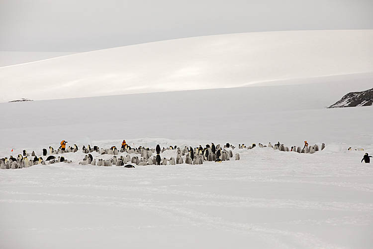 Emperor Penguin (Aptenodytes forsteri)