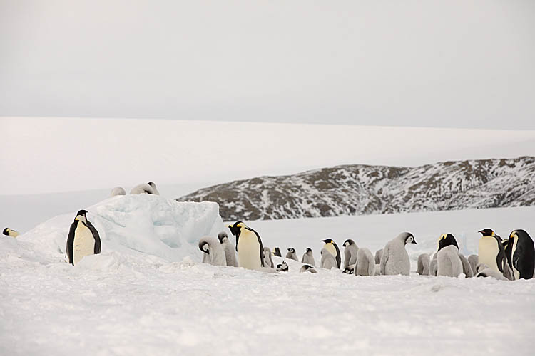 Emperor Penguin (Aptenodytes forsteri)