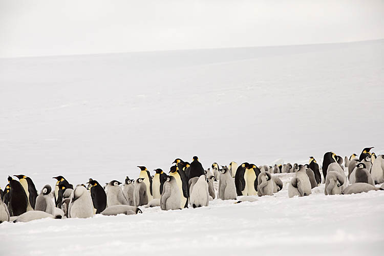 Emperor Penguin (Aptenodytes forsteri)