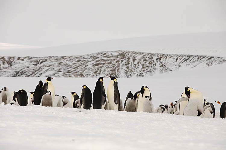 Emperor Penguin (Aptenodytes forsteri)