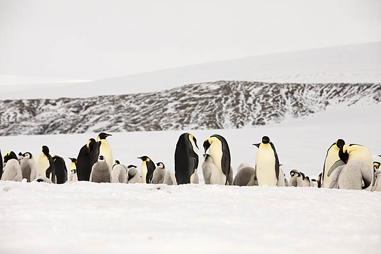 Emperor Penguin (Aptenodytes forsteri)