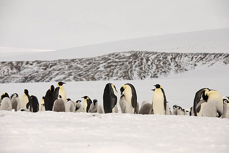 Emperor Penguin (Aptenodytes forsteri)