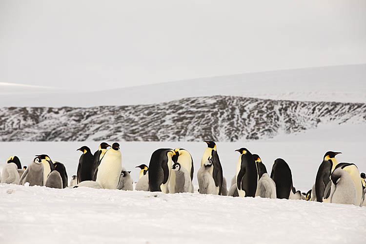 Emperor Penguin (Aptenodytes forsteri)