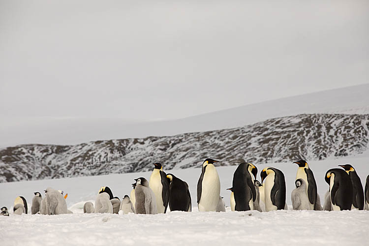 Emperor Penguin (Aptenodytes forsteri)