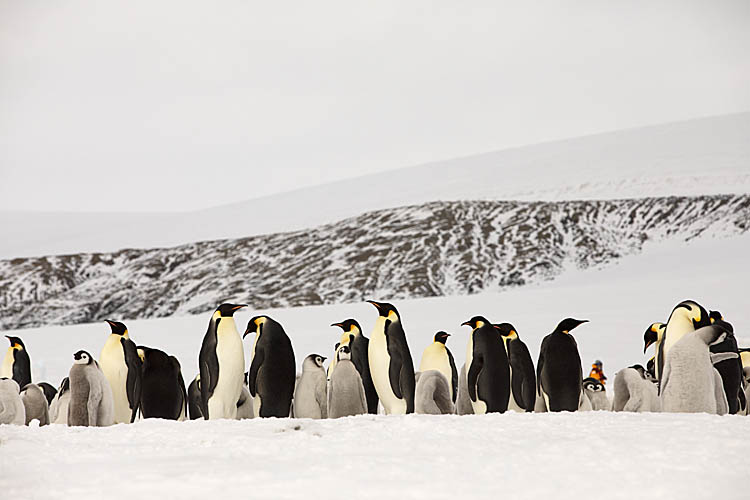 Emperor Penguin (Aptenodytes forsteri)