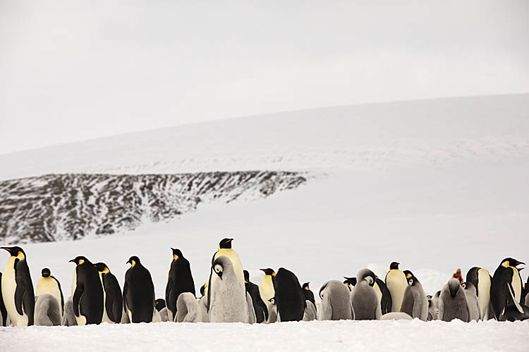 Emperor Penguin (Aptenodytes forsteri)