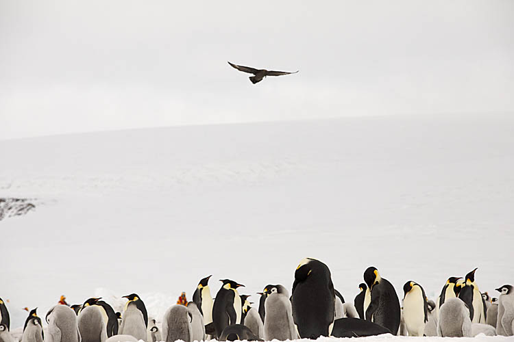 Emperor Penguin (Aptenodytes forsteri)