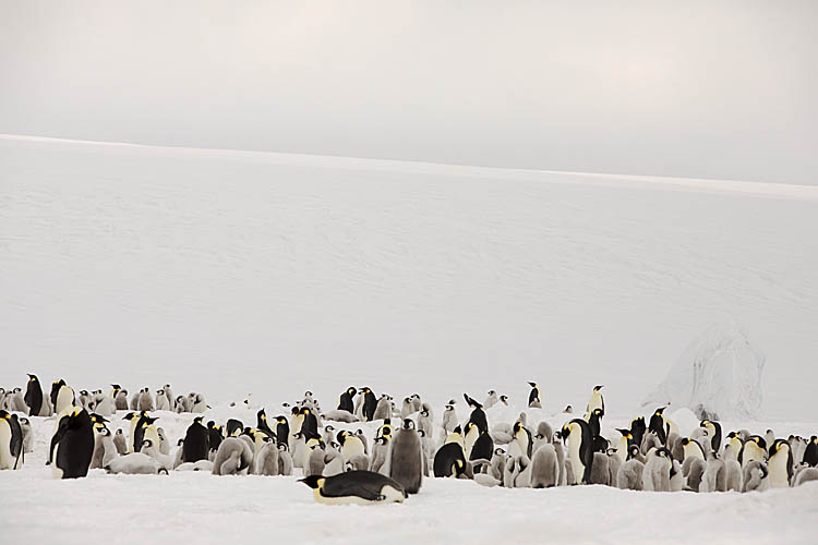 Emperor Penguin (Aptenodytes forsteri)