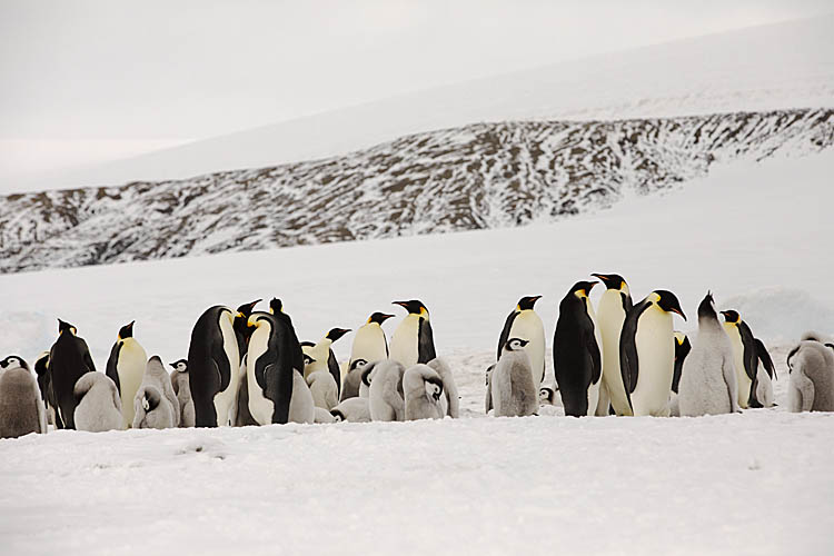 Emperor Penguin (Aptenodytes forsteri)