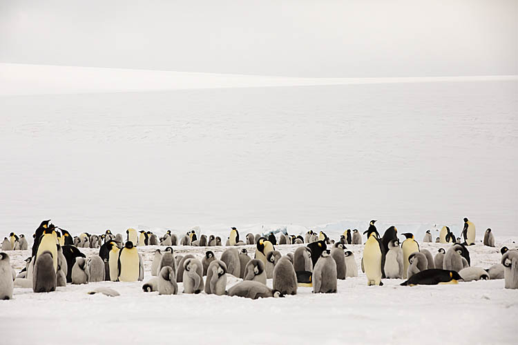 Emperor Penguin (Aptenodytes forsteri)