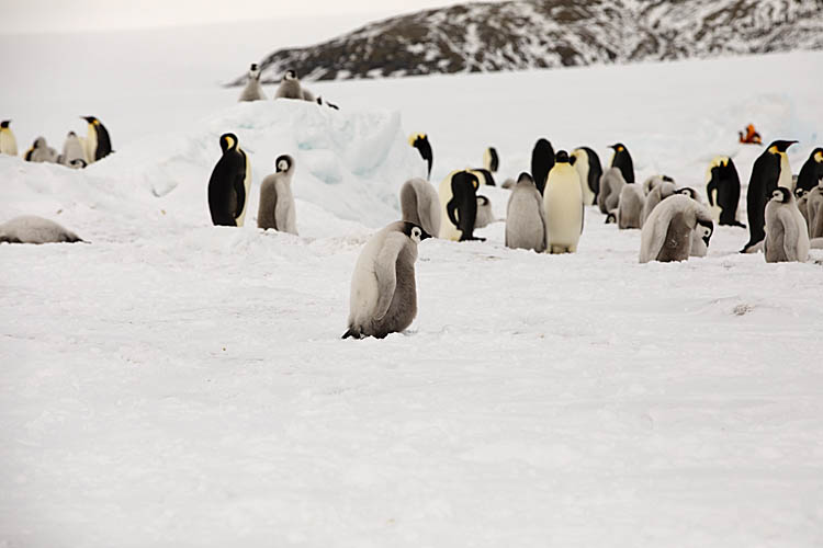 Emperor Penguin (Aptenodytes forsteri)