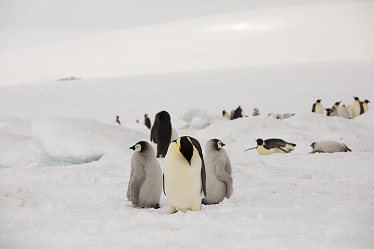 Emperor Penguin (Aptenodytes forsteri)