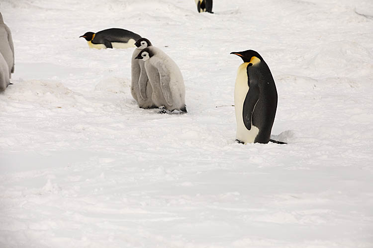 Emperor Penguin (Aptenodytes forsteri)