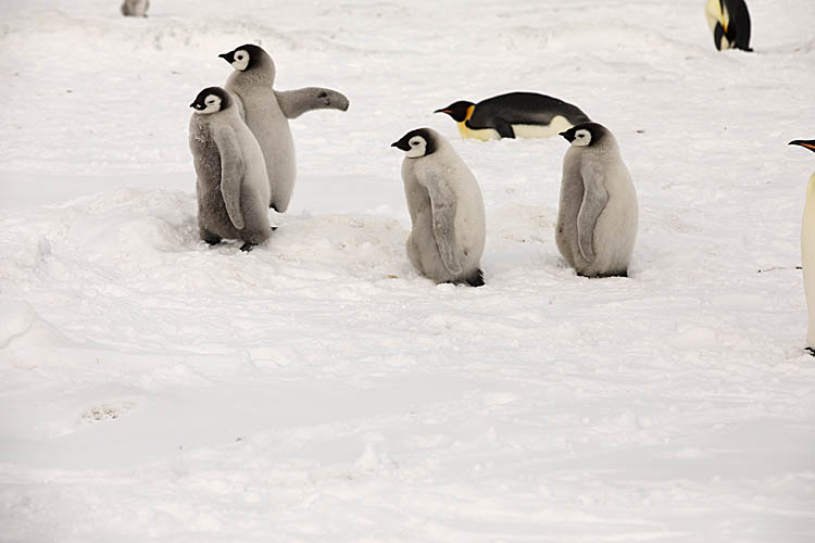 Emperor Penguin (Aptenodytes forsteri)