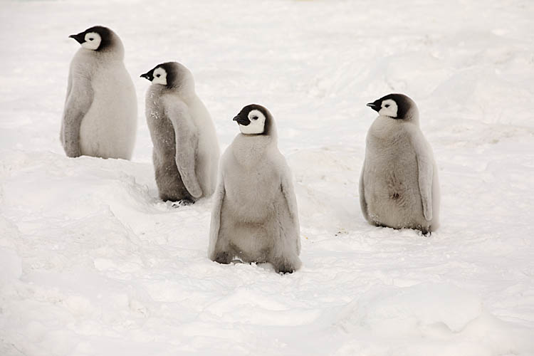 Emperor Penguin (Aptenodytes forsteri)