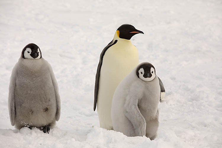 Emperor Penguin (Aptenodytes forsteri)