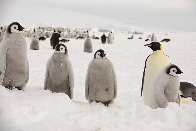 Emperor Penguin (Aptenodytes forsteri)