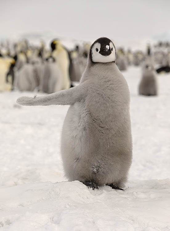 Emperor Penguin (Aptenodytes forsteri)