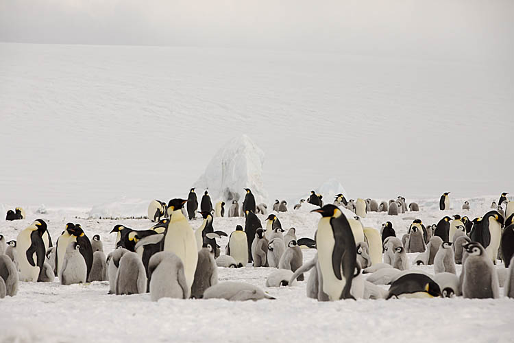 Emperor Penguin (Aptenodytes forsteri)