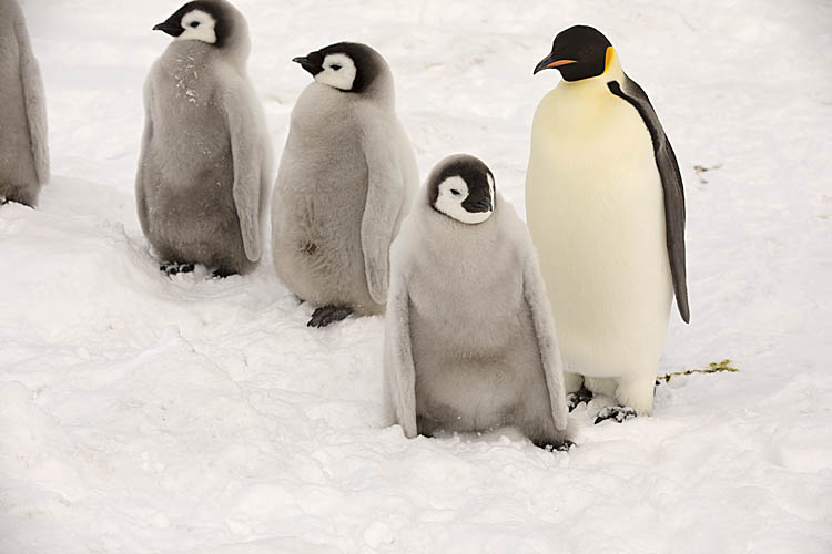 Emperor Penguin (Aptenodytes forsteri)