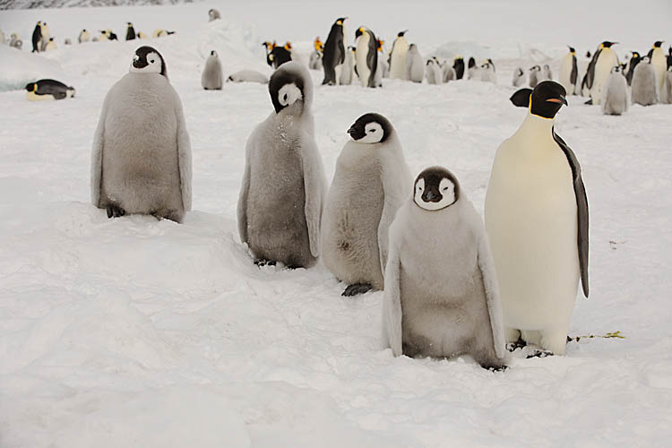 Emperor Penguin (Aptenodytes forsteri)