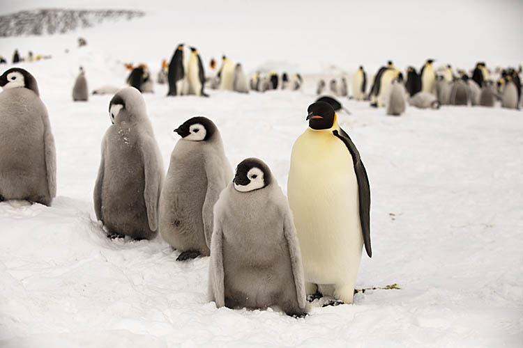 Emperor Penguin (Aptenodytes forsteri)